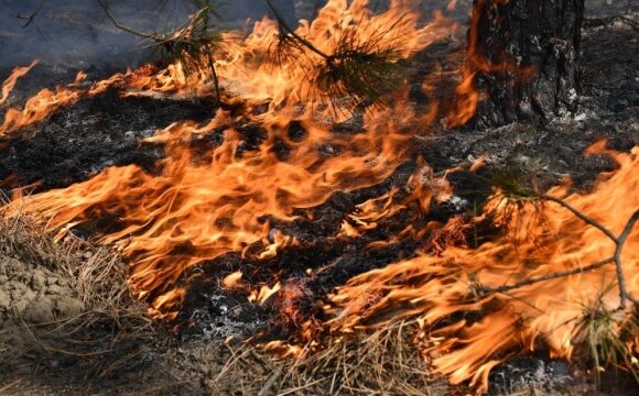 Висока пожежна небезпека на Прикарпатті: мешканців закликають до обережності