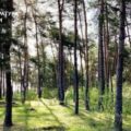 Прокуратура через суд вимагає повернути понад 24 га лісових земель на Коломийщині