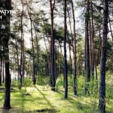 Прокуратура через суд вимагає повернути понад 24 га лісових земель на Коломийщині