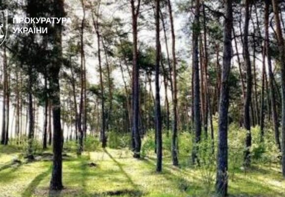 Прокуратура через суд вимагає повернути понад 24 га лісових земель на Коломийщині