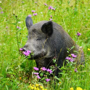 На Прикарпатті нарахували більше 800 диких кабанів