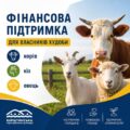 Не менш ніж 2 000 гривень: у Бурштинській громаді оголосили суму дотації за утримання худоби