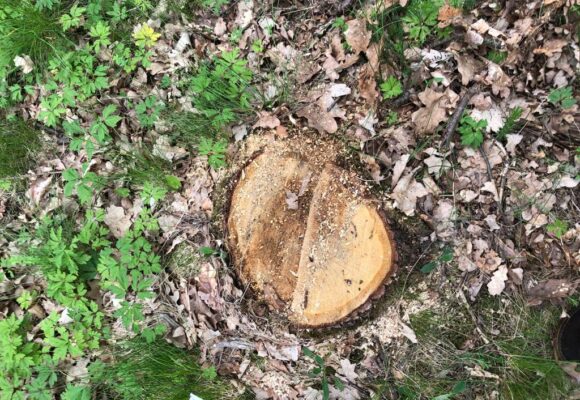 На Косівщині виявили незаконну зрізку сухостійних сосен