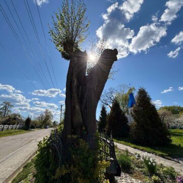 На віковій липі у Брині проявився образ Божої Матері: дерево стало відомим місцем для прочан (ФОТО)