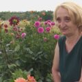Вивезла жоржини у валізі: історія переселенки з Донеччини, яка відродила свій сад на Прикарпатті