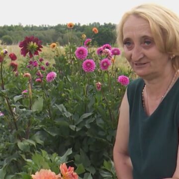 Вивезла жоржини у валізі: історія переселенки з Донеччини, яка відродила свій сад на Прикарпатті