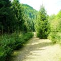 У Карпатах планують відтворити ліси на площі понад 3 тис. га