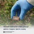 Сьогодні на Прикарпатті розпочали осінню імунізацію диких м’ясоїдних тварин проти сказу