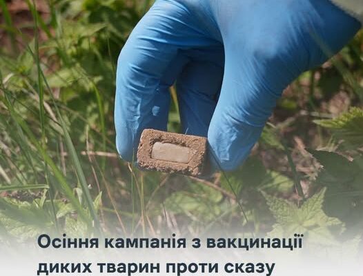 Сьогодні на Прикарпатті розпочали осінню імунізацію диких м’ясоїдних тварин проти сказу