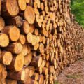 Прикарпаття посіло 7 місце в Україні за заготівлею деревини