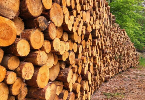 Прикарпаття посіло 7 місце в Україні за заготівлею деревини