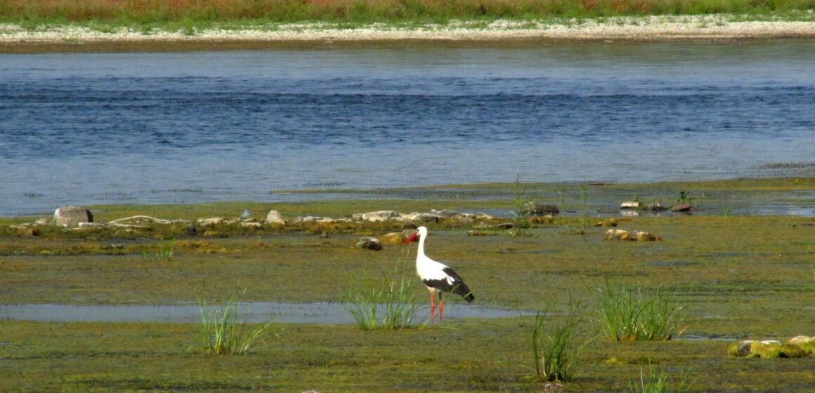 На Прикарпатті продовжуватиметься зниження рівнів води у ріках до найнижчих значень за весь період спостережень На Прикарпатті продовжуватиметься зниження рівнів води у ріках до найнижчих значень за весь період спостережень