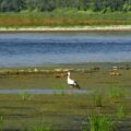 На Прикарпатті продовжуватиметься зниження рівнів води у ріках до найнижчих значень за весь період спостережень