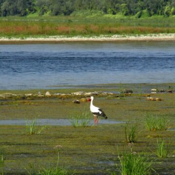 На Прикарпатті продовжуватиметься зниження рівнів води у ріках до найнижчих значень за весь період спостережень На Прикарпатті продовжуватиметься зниження рівнів води у ріках до найнижчих значень за весь період спостережень